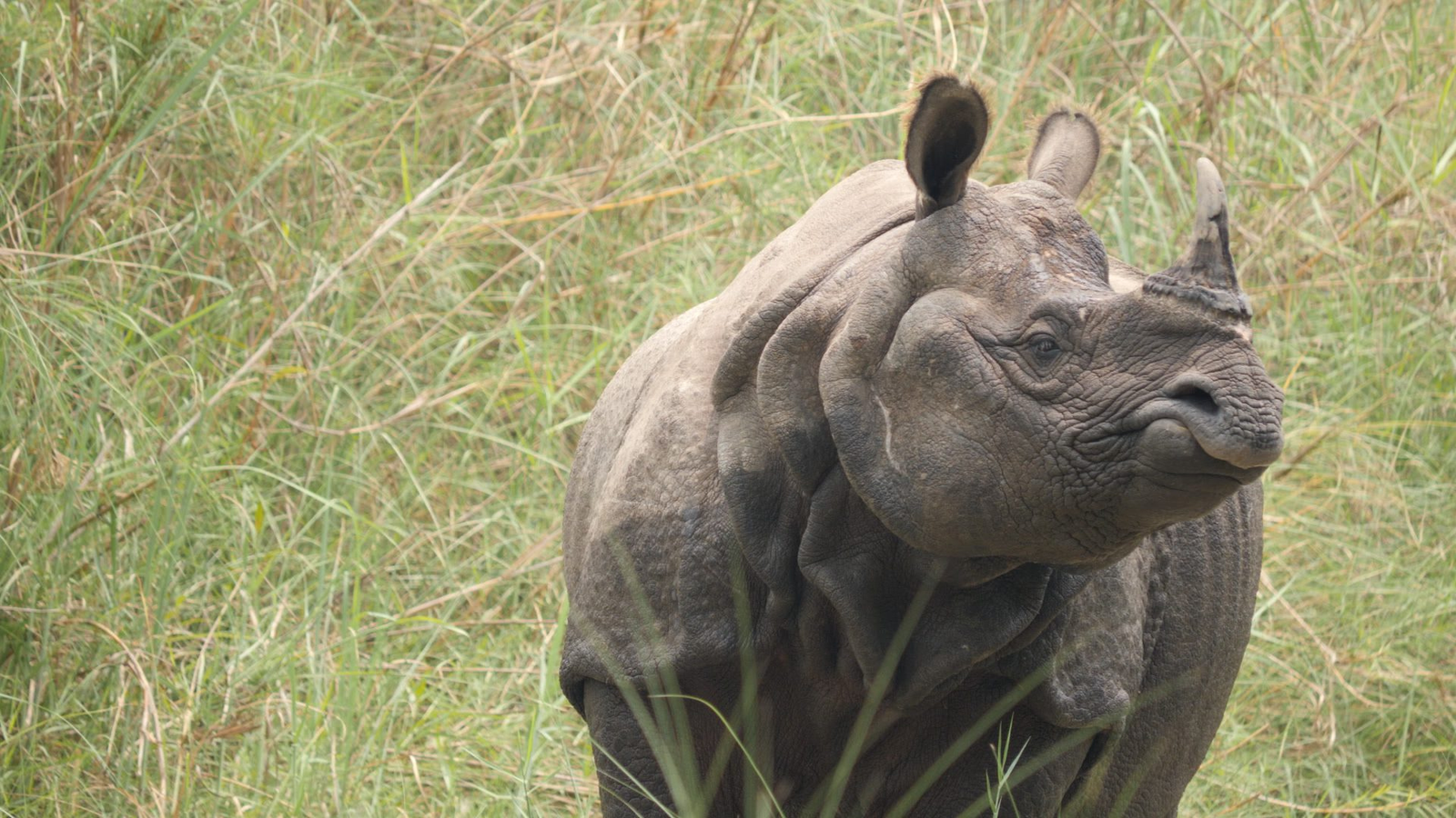 Le comportement du rhinocéros unicornis : comprendre ce géant du Népal