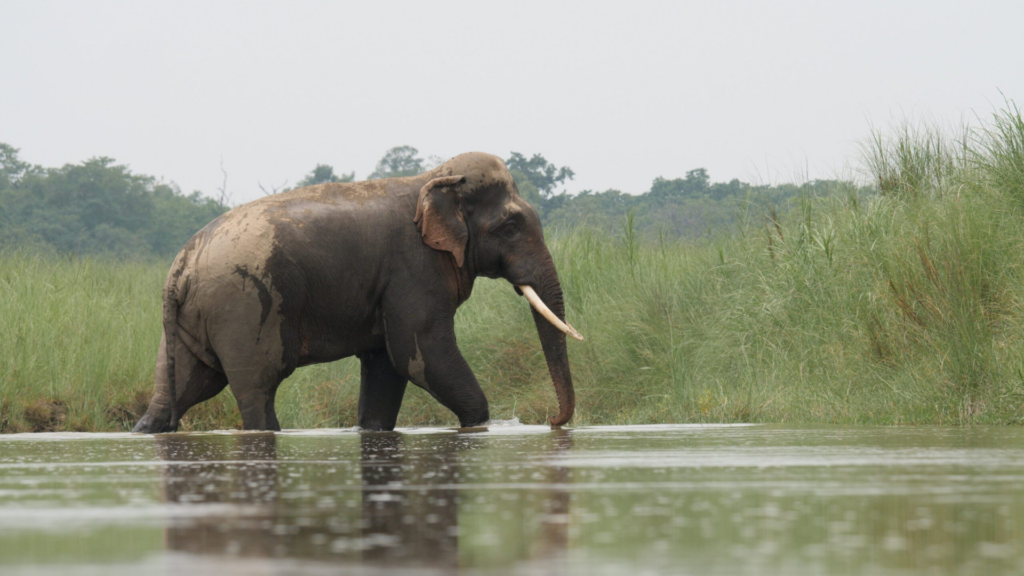 Elephant sauvage Bardia