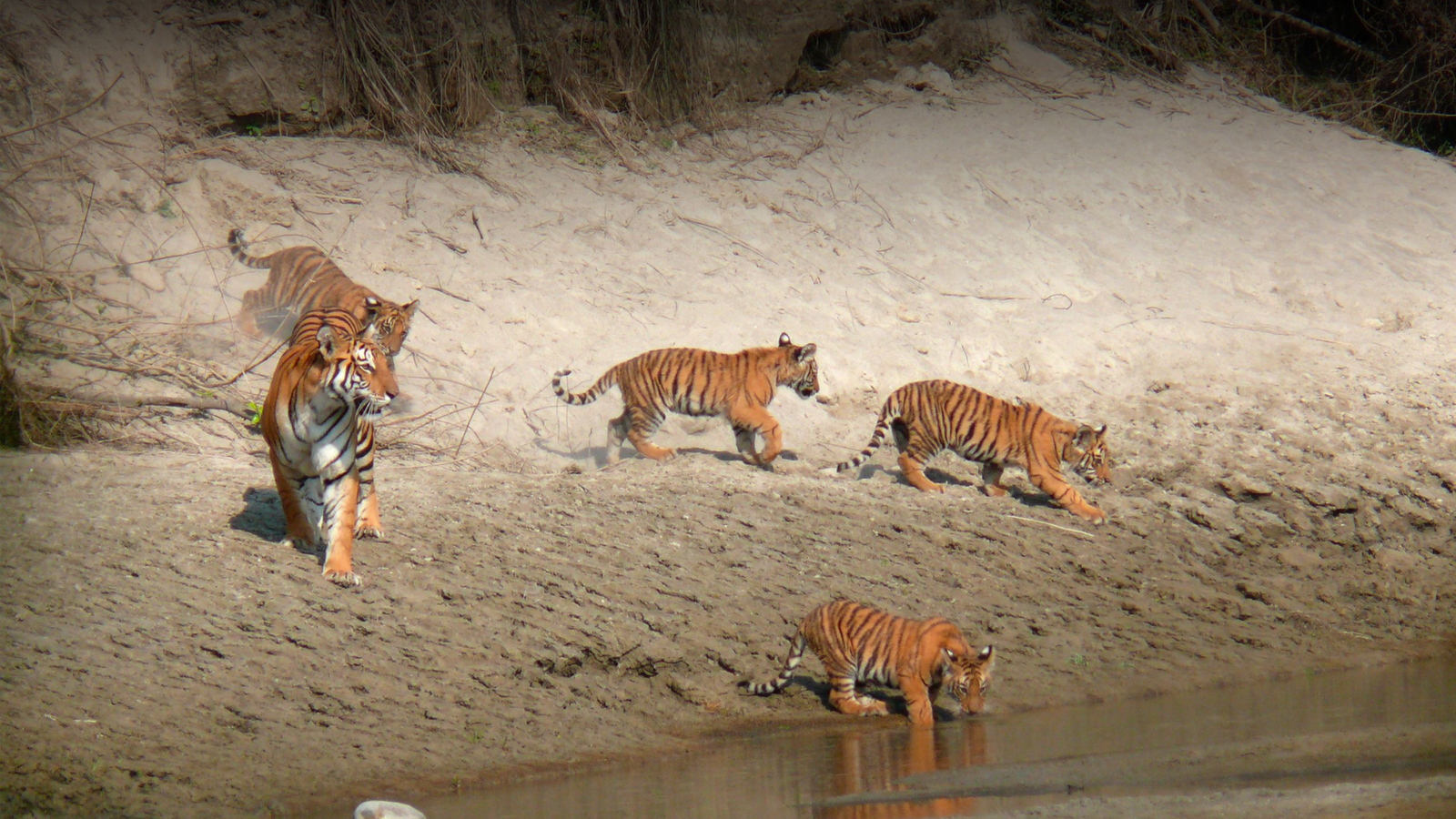 Le comportement du tigre du Bengale : comprendre le roi de la jungle