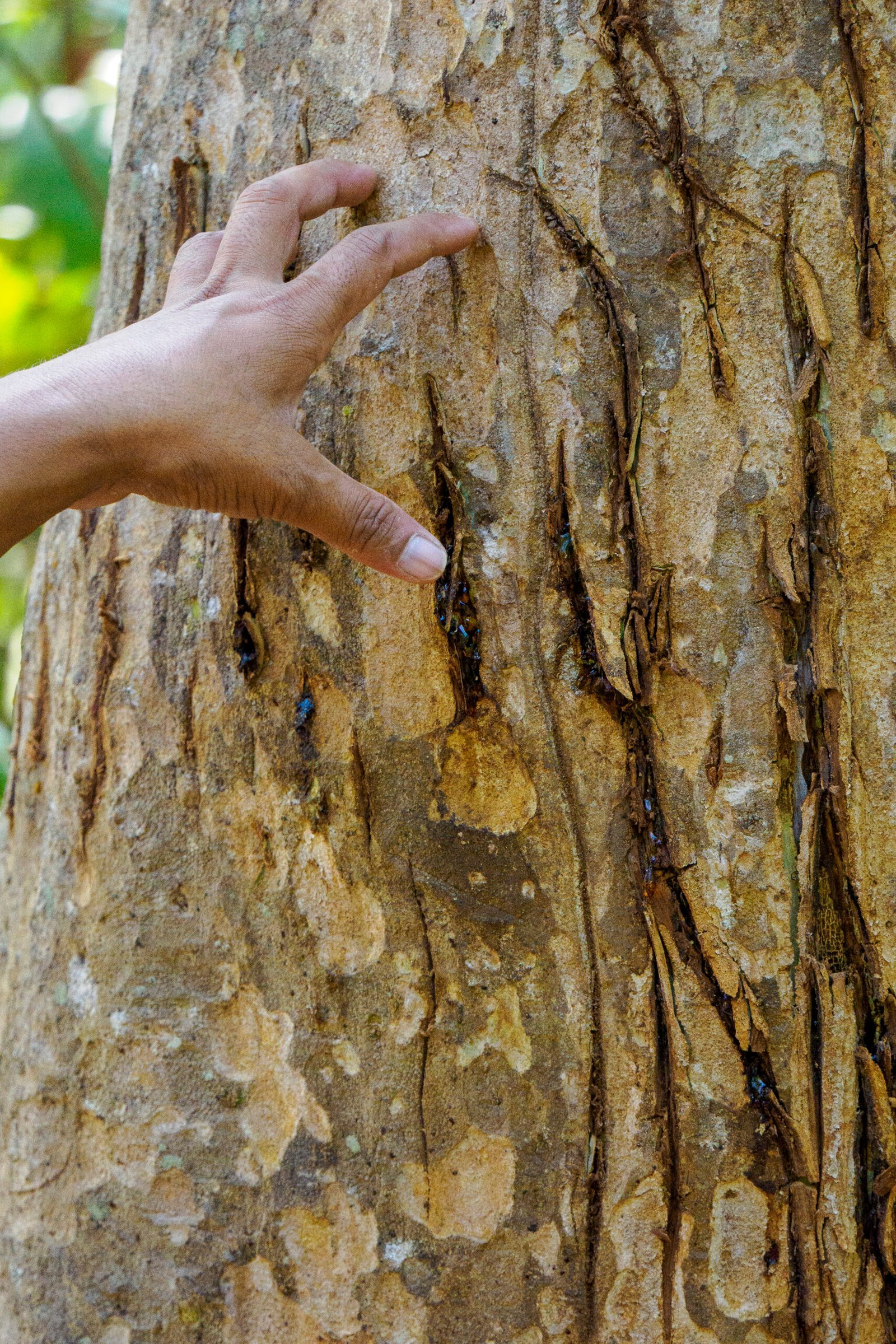 Pisteur analysant des griffures de tigre du Bengale sur un arbre a Bardia