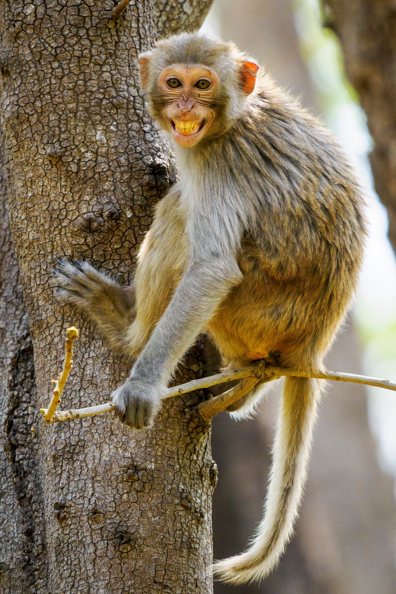 safari népal en famille, macaque espiègle perché dans un arbre