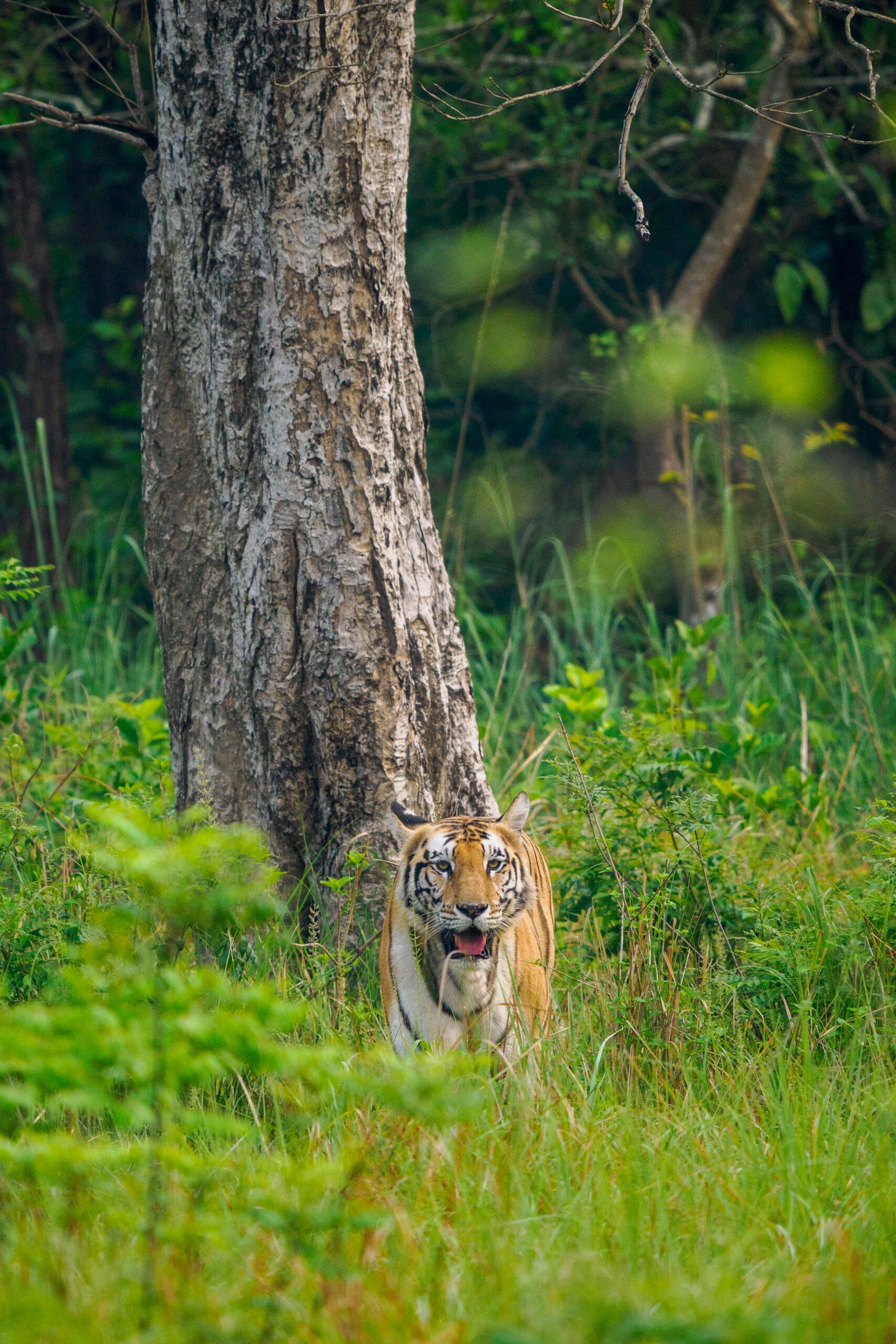 safari photo népal, gros plan majestueux sur un tigre du Bengale à Bardia