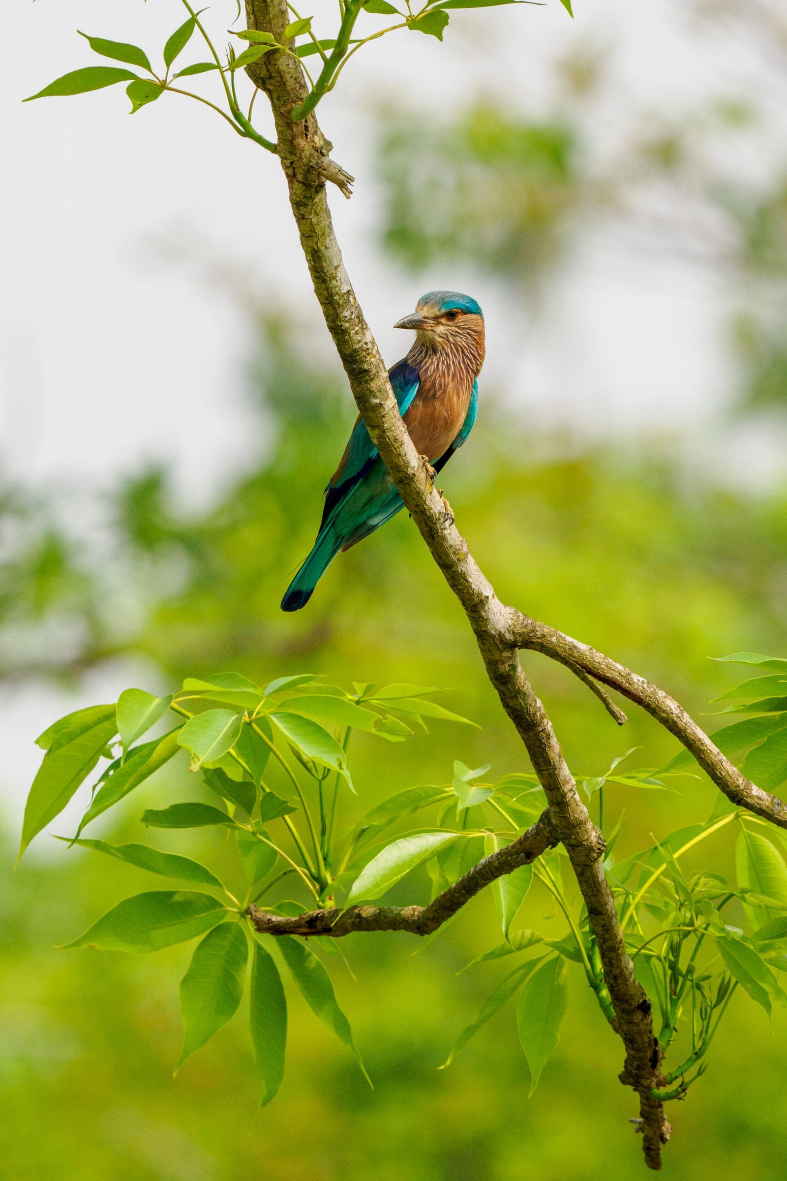 Rollier indien aux ailes turquoise perche sur une branche d arbre au Nepal
