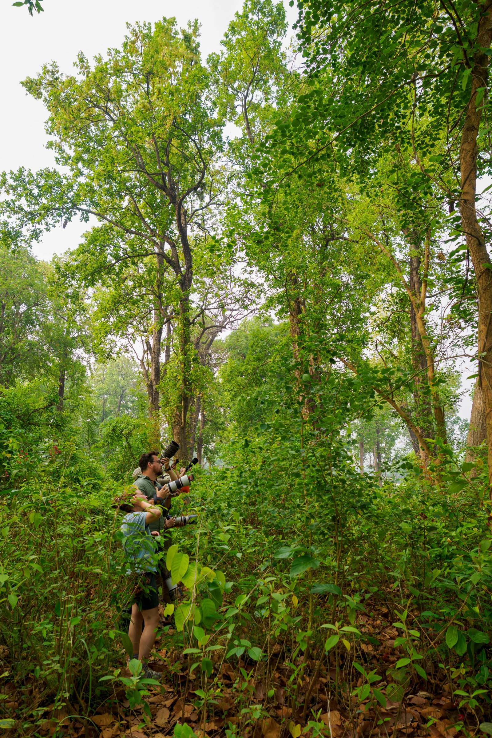 safari photo népal, photographes animaliers à l'affût dans la jungle de Bardia