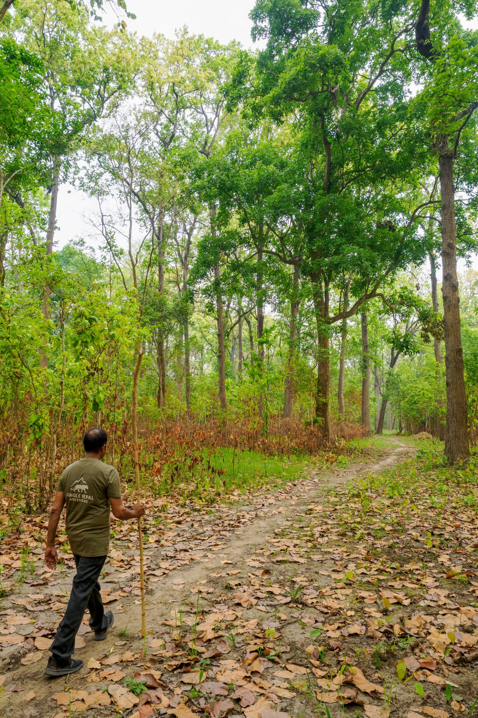 Guide naturaliste Jungle Nepal Adventure ouvrant la marche dans la forêt de sal du Teraï, Népal