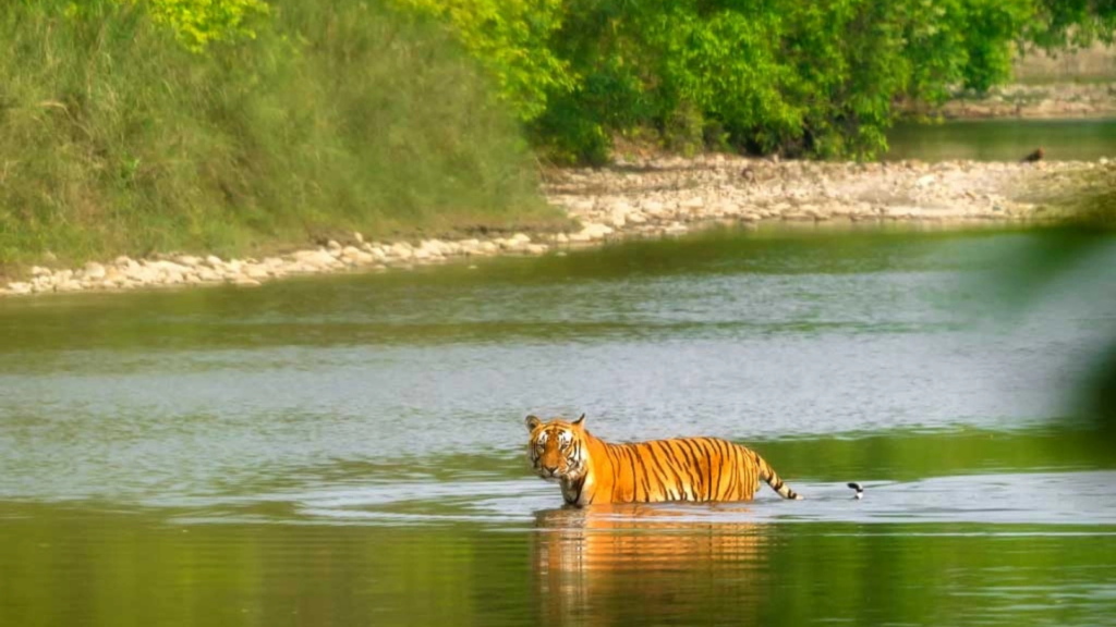 Tigre du Bengale dans le parc national de Bardia au Népal