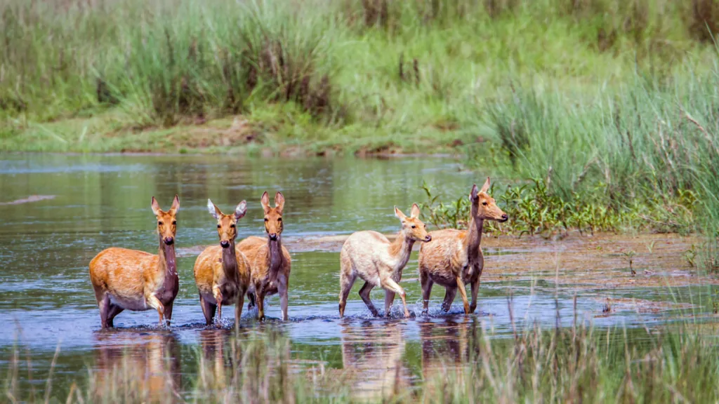Observation de la faune sauvage et safari (28 1024x576) au parc national de Bardia, Teraï, Népal