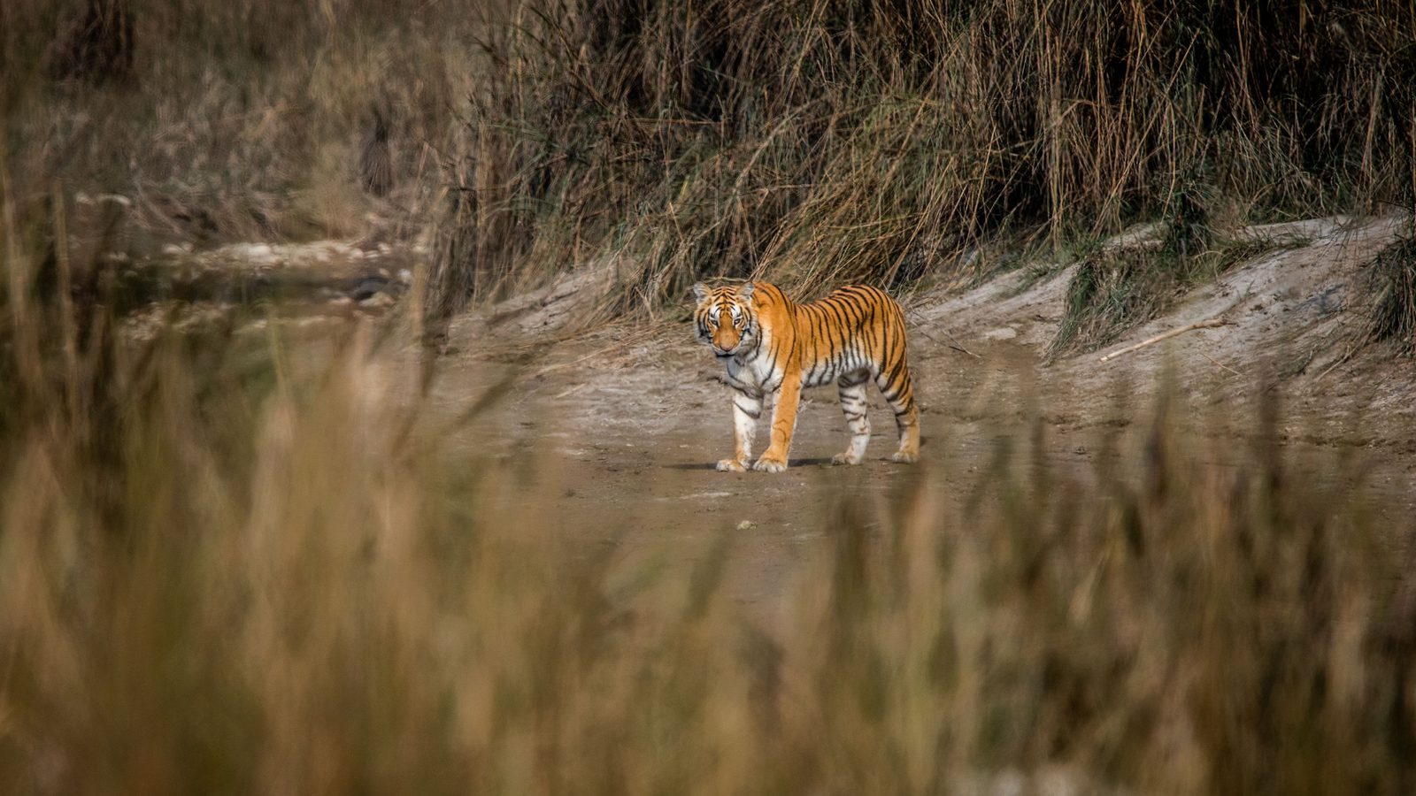 Où voir des tigres au Népal : les meilleurs parcs pour observer le tigre du Bengale