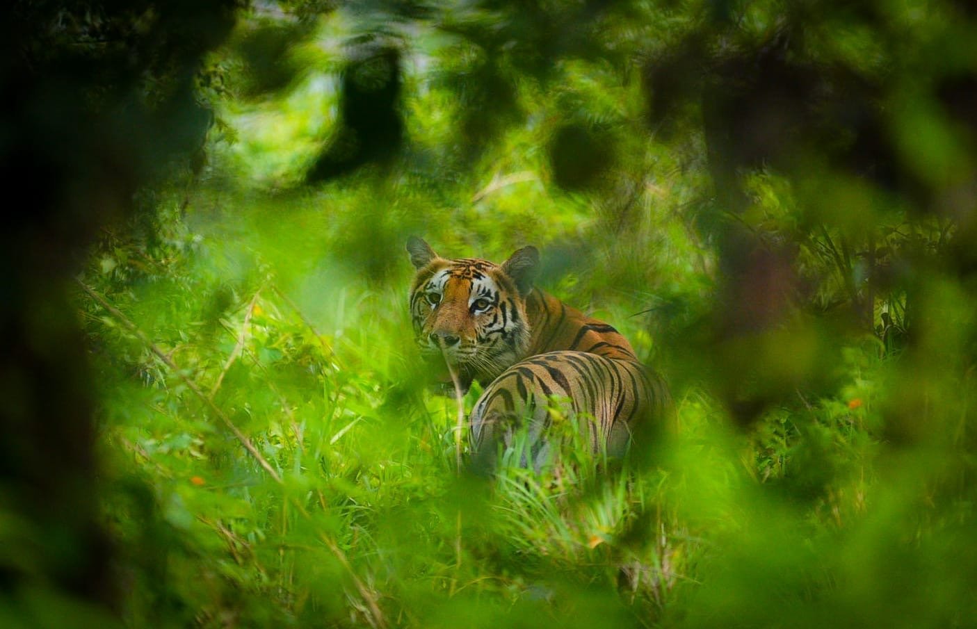 Agence Safari Népal Francophone : L'Expertise Jungle Nepal Adventure