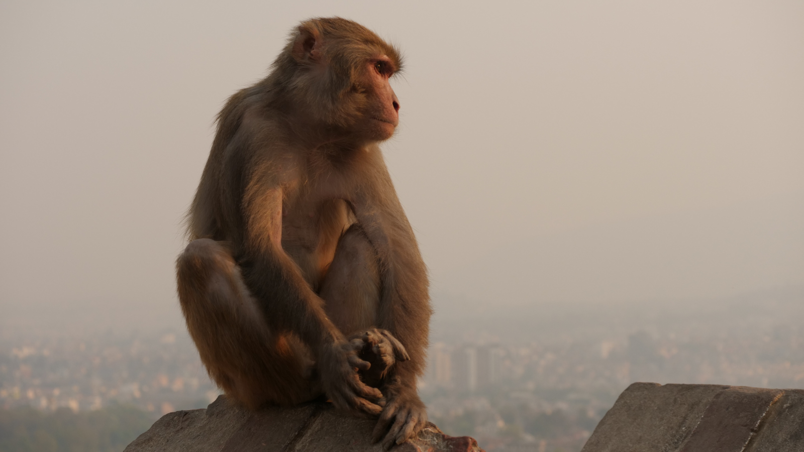 Quand partir au Népal pour un safari : guide des meilleures saisons