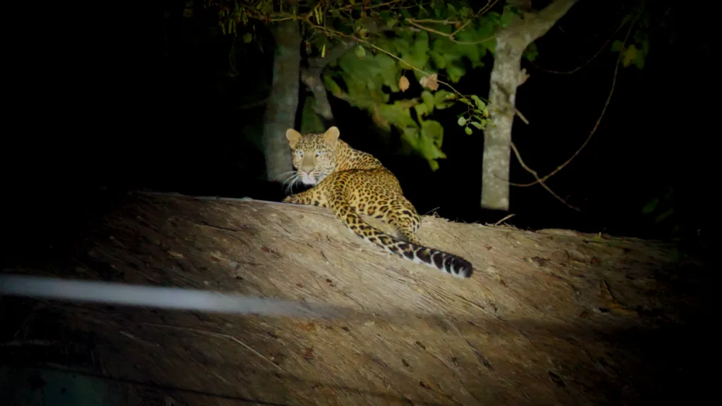 Observation de la faune sauvage et safari (45 1 1024x576) au parc national de Bardia, Teraï, Népal