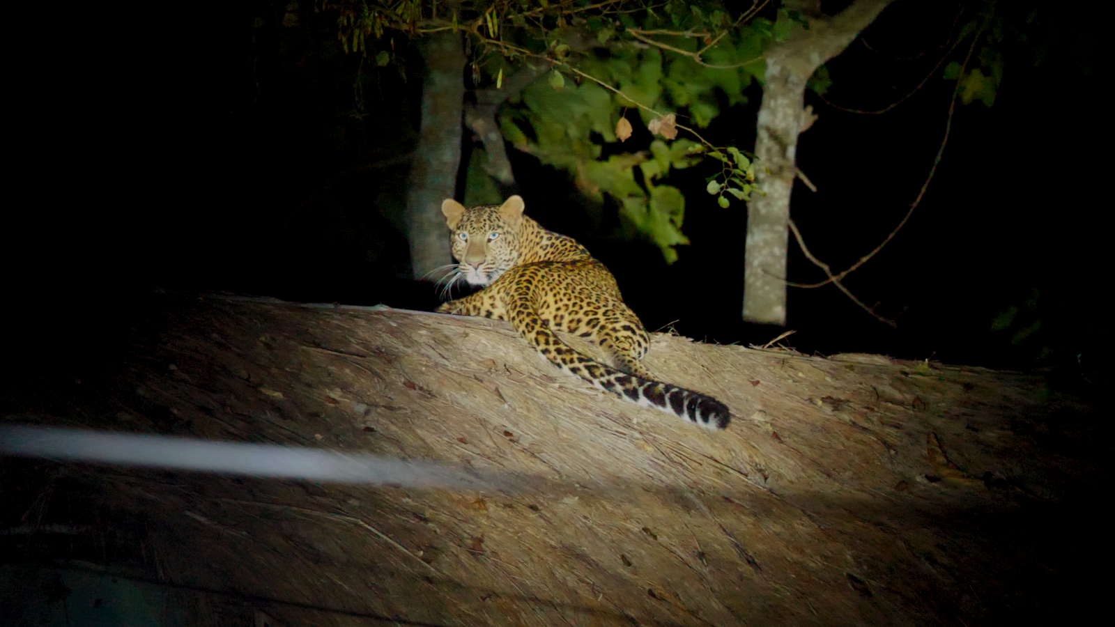 Quels animaux peut-on voir lors d’un safari au Népal ?