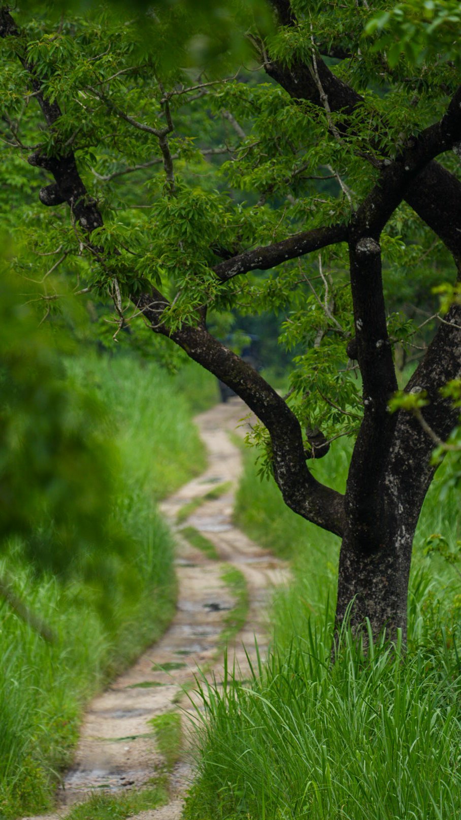 Sentier de trek sinueux dans la jungle luxuriante du parc de Bardia après la mousson, Népal