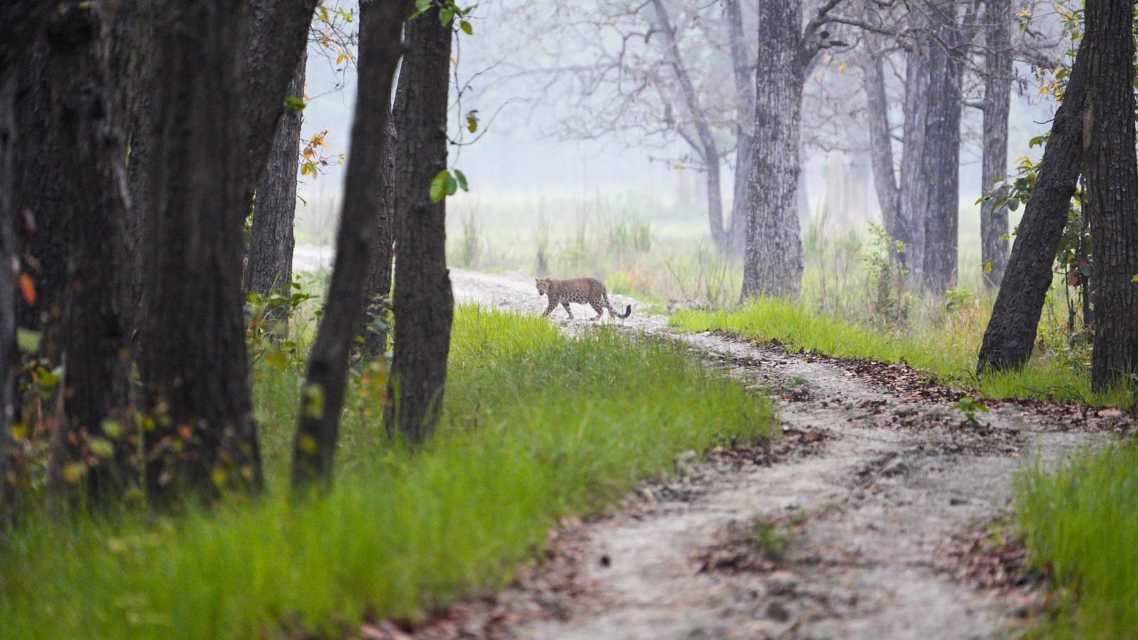 Guide complet du parc national de Bardia : tigres, safaris et conseils (2026)