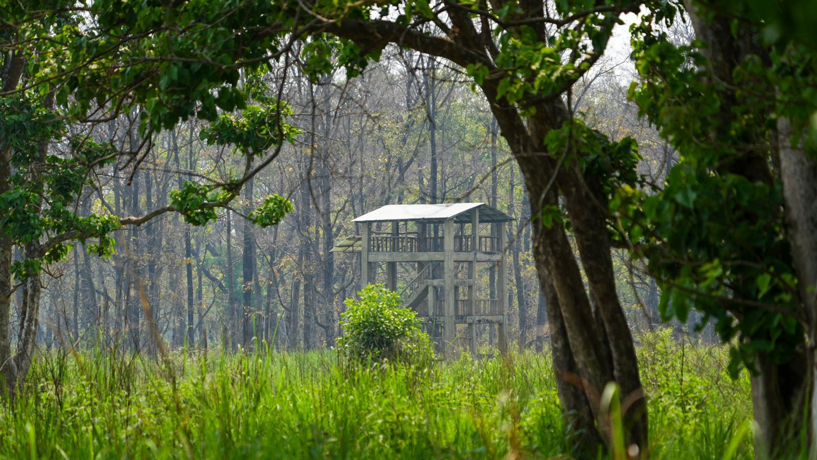 Tour d'observation en bois dans la forêt de sal du parc national de Bardia, Népal