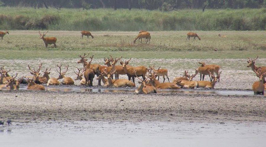 Parc national de Suklaphanta : guide complet pour un safari au Népal