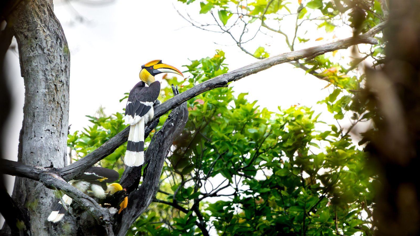 Observer les oiseaux au Népal : guide complet du birdwatching à Bardia et Chitwan