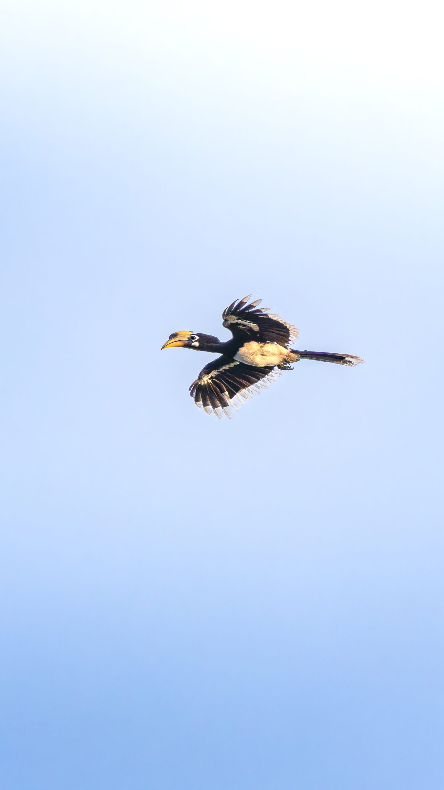 Calao pie d Orient en plein vol dans le ciel au-dessus de la jungle de Bardia