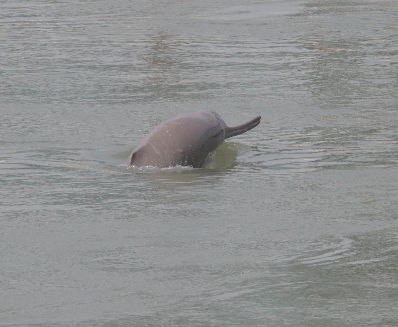 Dauphin du Gange photographié au Népal dans les eaux du Teraï
