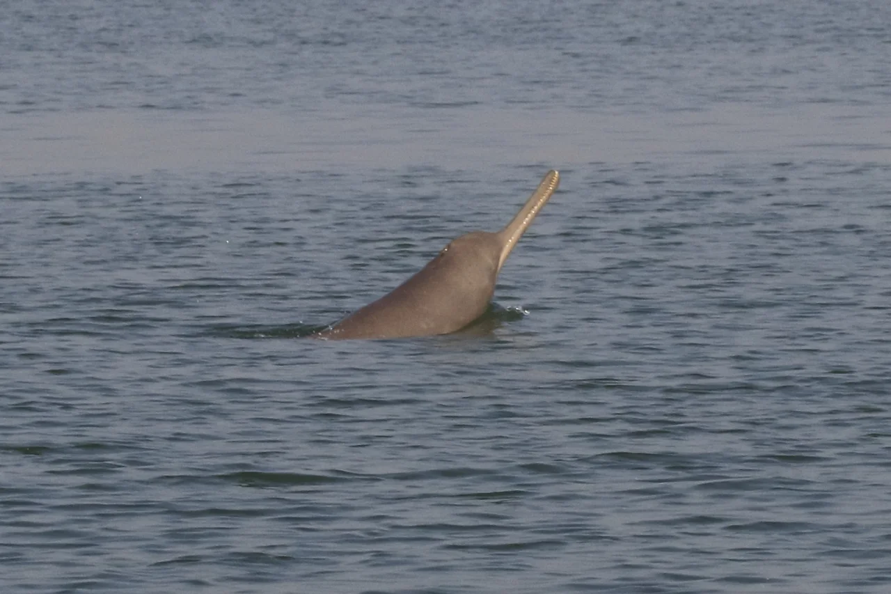 Rostre allongé et denté du dauphin du Gange hors de l'eau