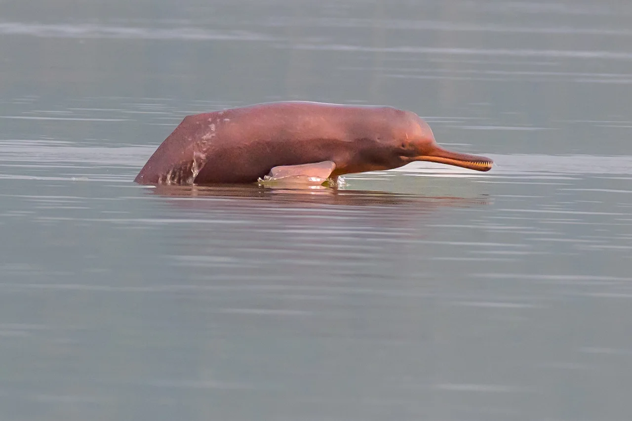 Dauphin du Gange au Népal : guide d'observation à Bardia (2026)