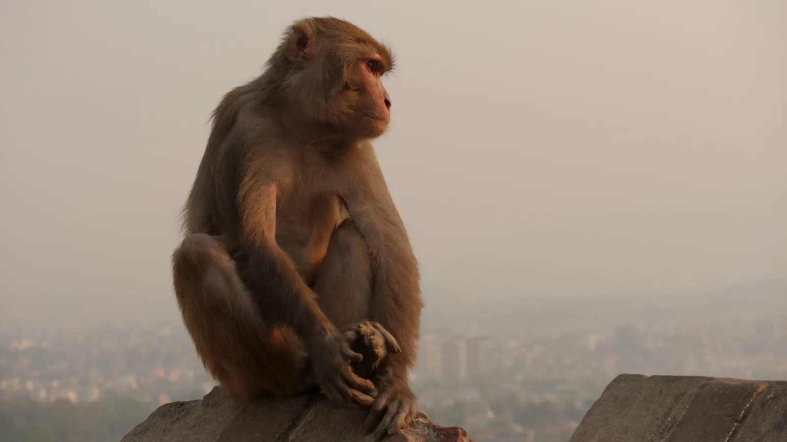 Quand partir au Népal pour un safari : guide des meilleures saisons