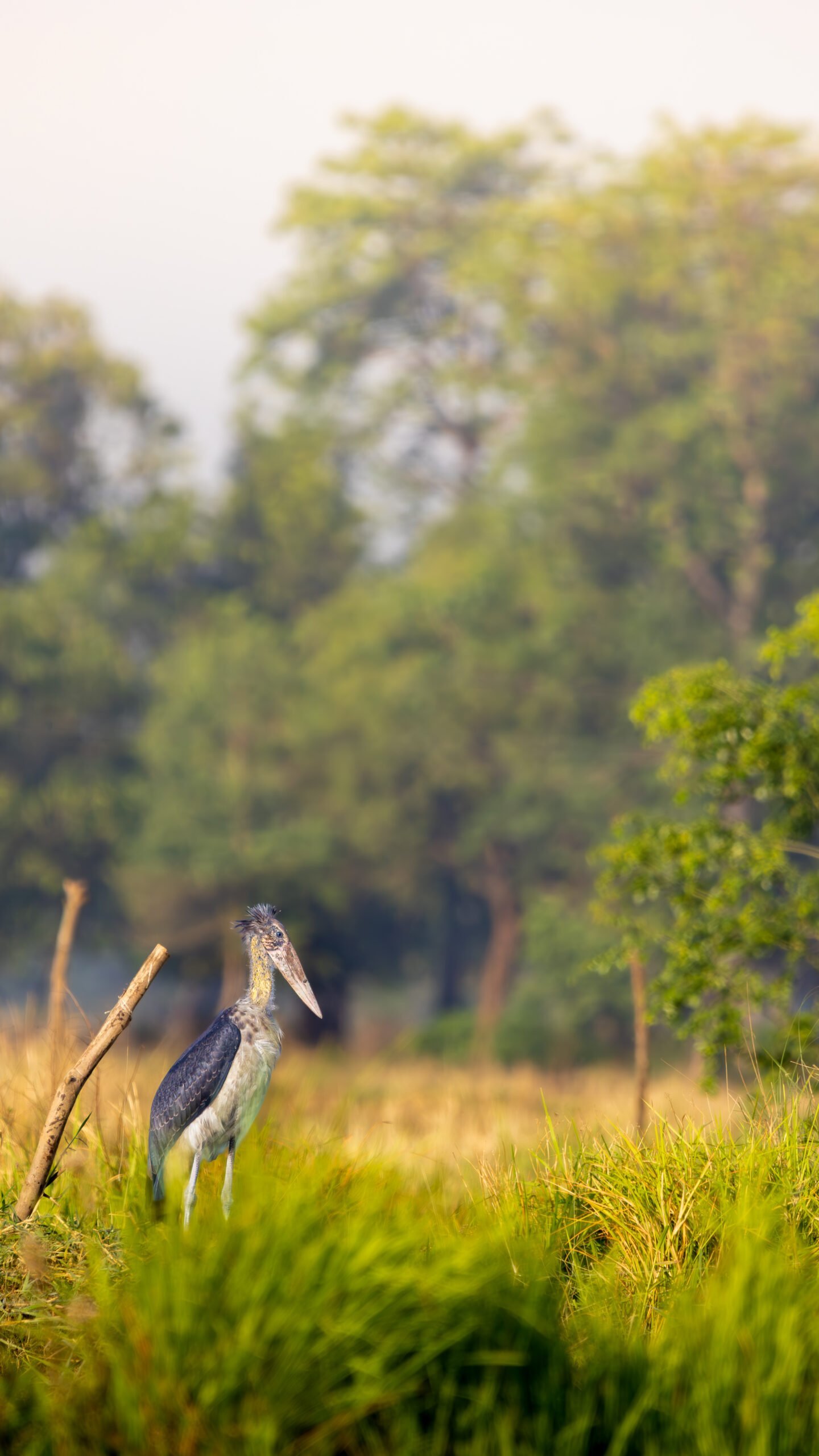 Marabout chevelu Lesser Adjutant dans les prairies humides du Nepal