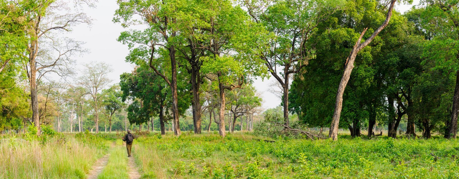 Safari a pied dans le parc national de Bardia au Nepal