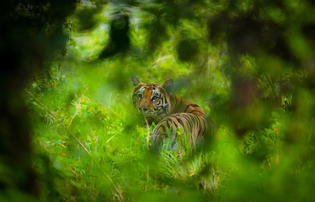 Tigre du Bengale dans la végétation de Bardia