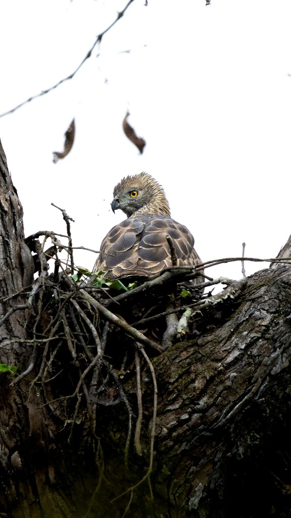 Aigle dans son aire séculaire - Canopée de Bardia