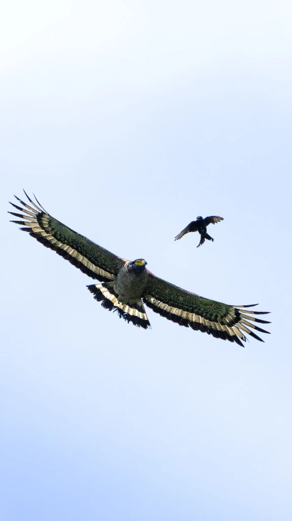 Aigle serpentaire et Drongo - Ciel de Bardia