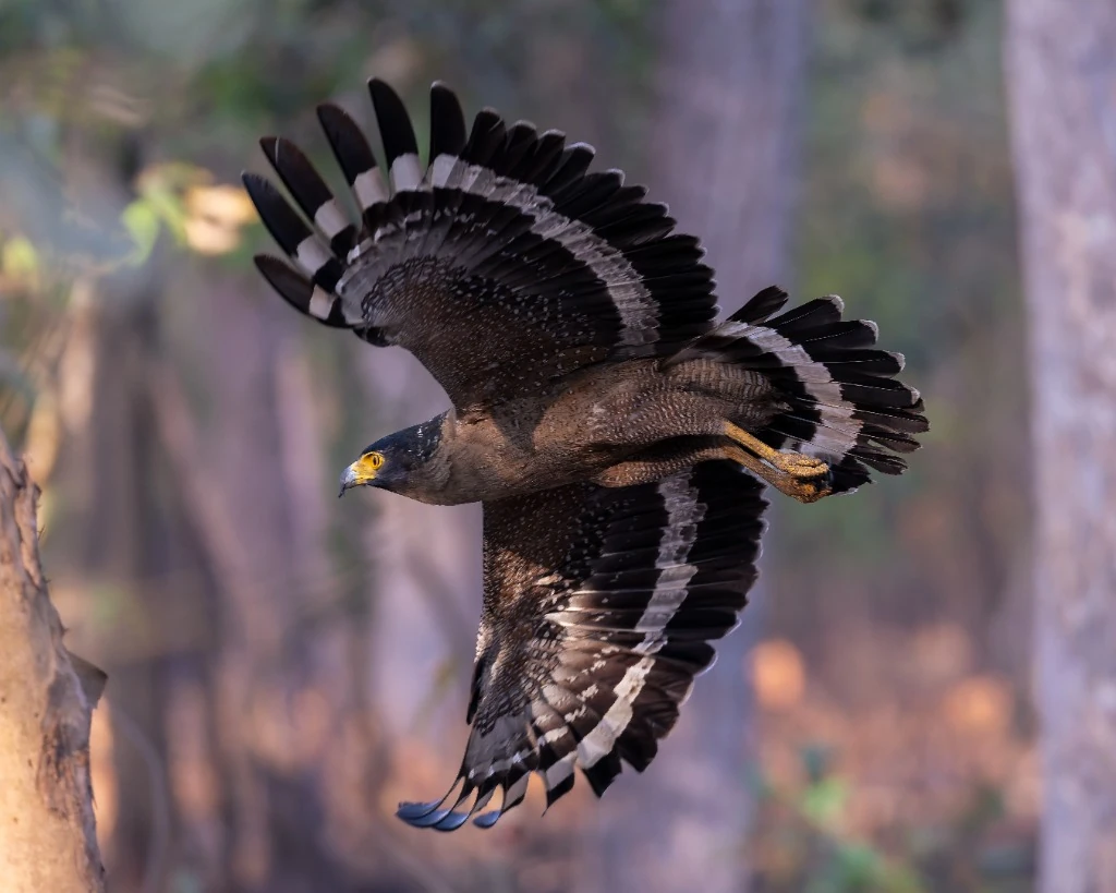 Aigle serpentaire en plein vol - Parc national de Bardia