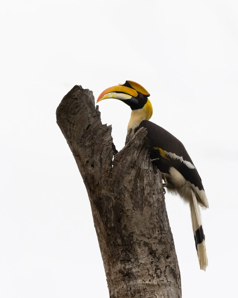 Grand Calao bicorne sur tronc mort - Parc national de Bardia