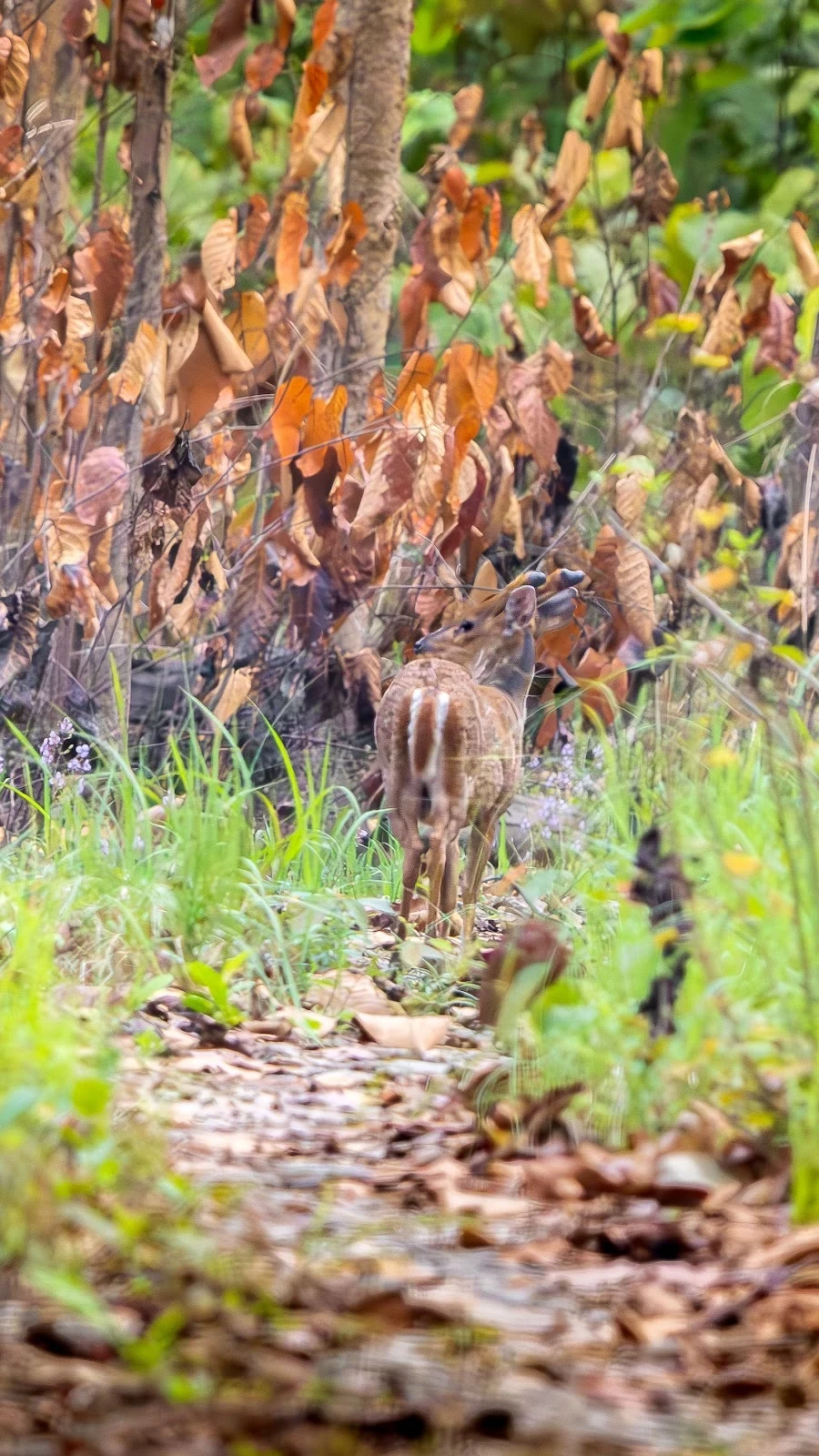 Cerf aboyeur (Muntjac indien) - Parc national de Chitwan