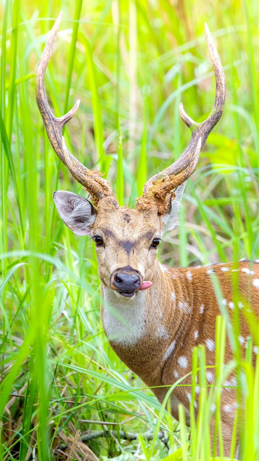 Cerf Axis (Chital tacheté) - Parc national de Bardia