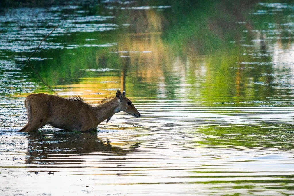 Cerf Sambar à la baignade - Parc national de Bardia