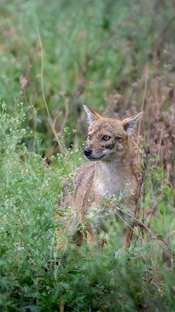 Chacal doré (Golden Jackal) - Lisières de Bardia