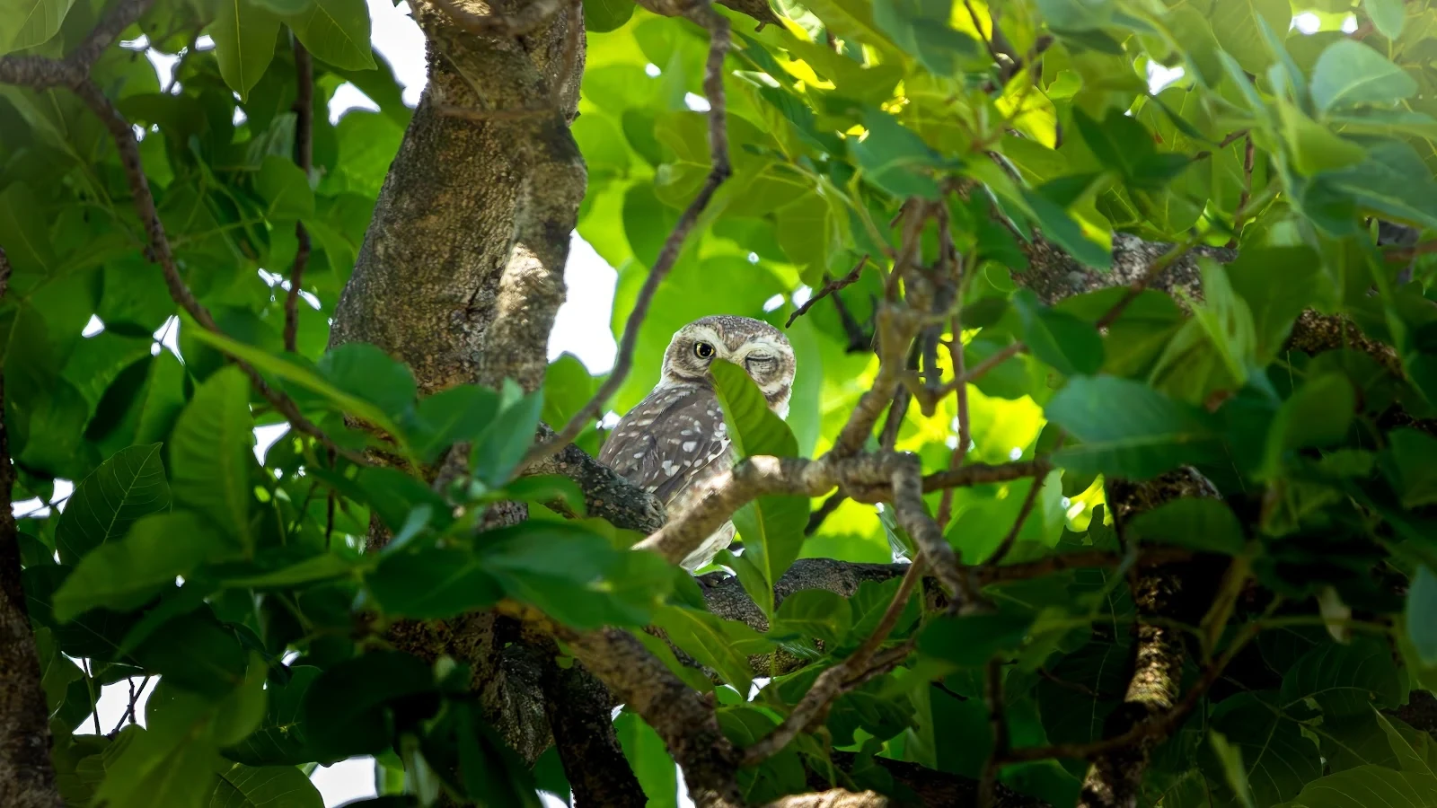 Chevêche brame (Chouette tachetée) - Parc national de Chitwan