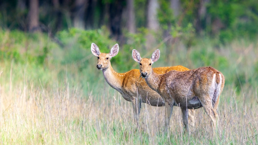 Cerfs des marais (Barasingha) - Parc national de Suklaphanta