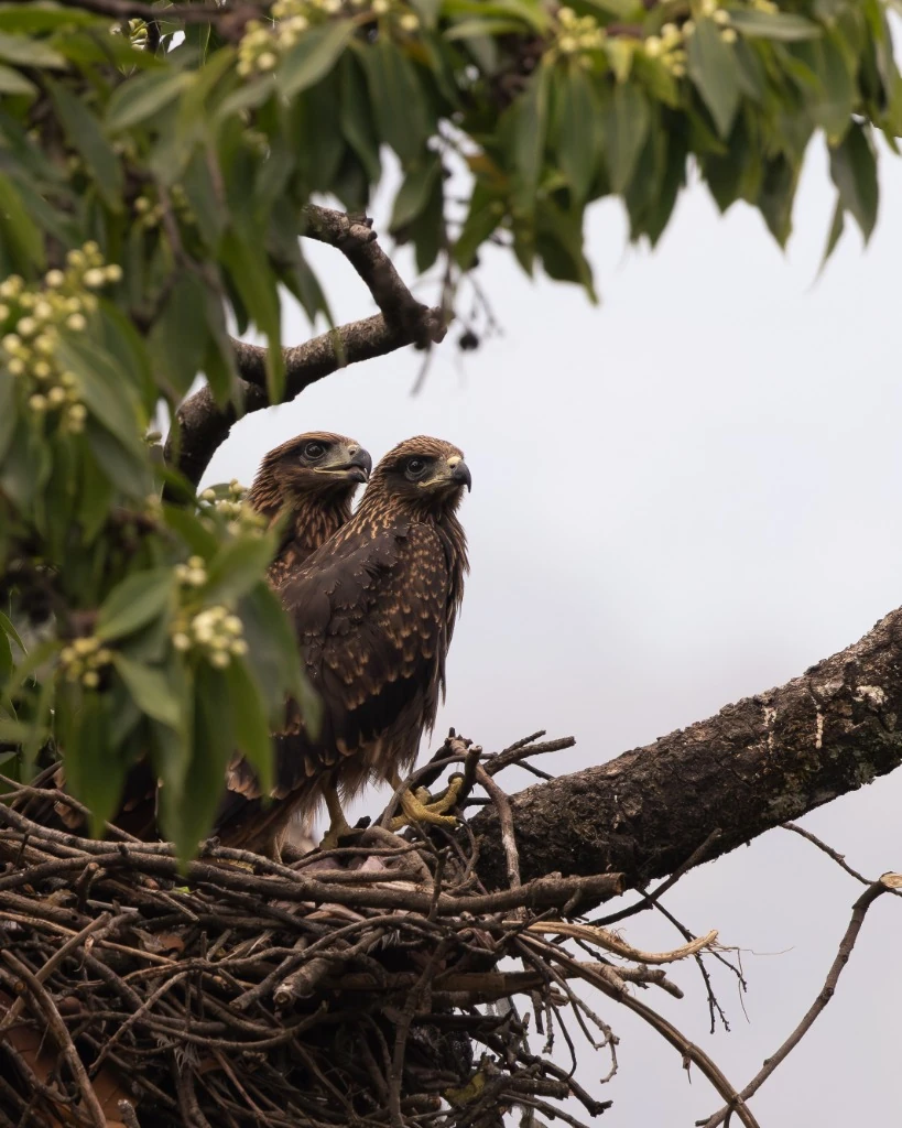 Duo de rapaces au nid - Parc national de Bardia