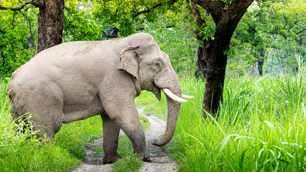 Éléphant sauvage d'Asie - Forêt primaire de Bardia