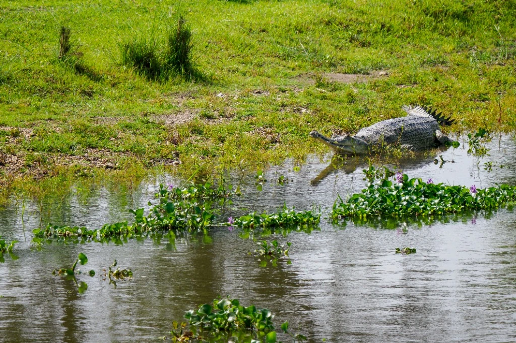 Gavial du Gange sur la berge - Rivière Rapti • Chitwan