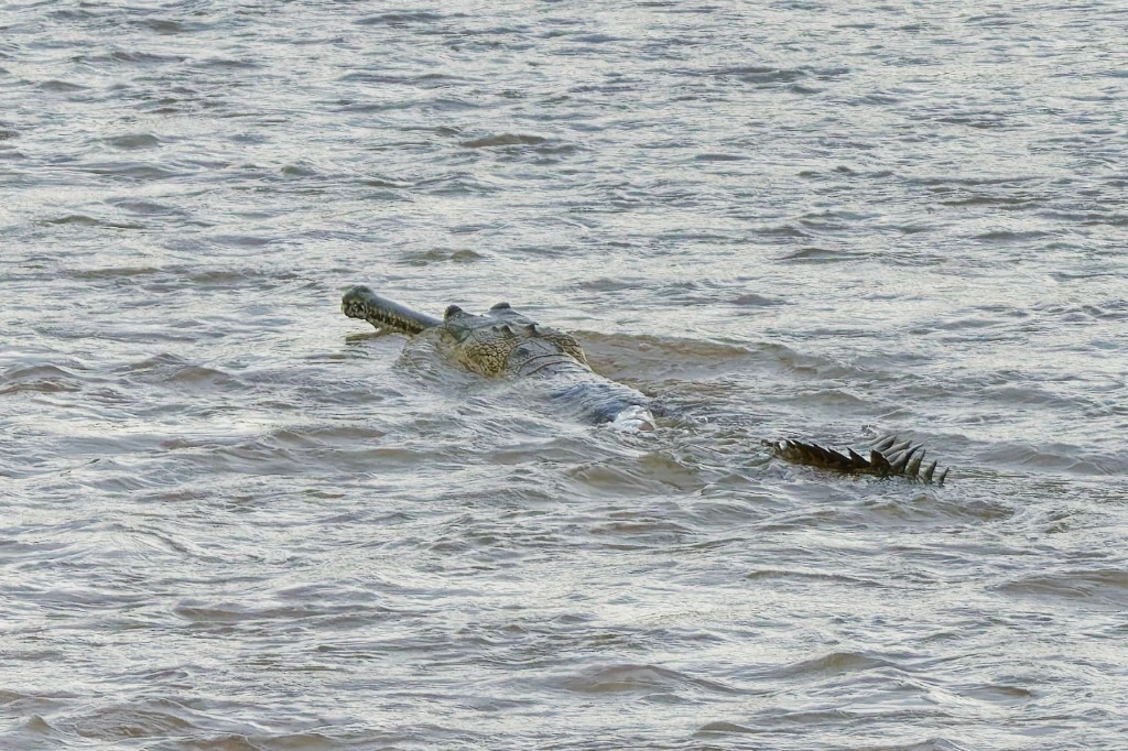 Gavial du Gange en nage - Rivière Karnali • Bardia