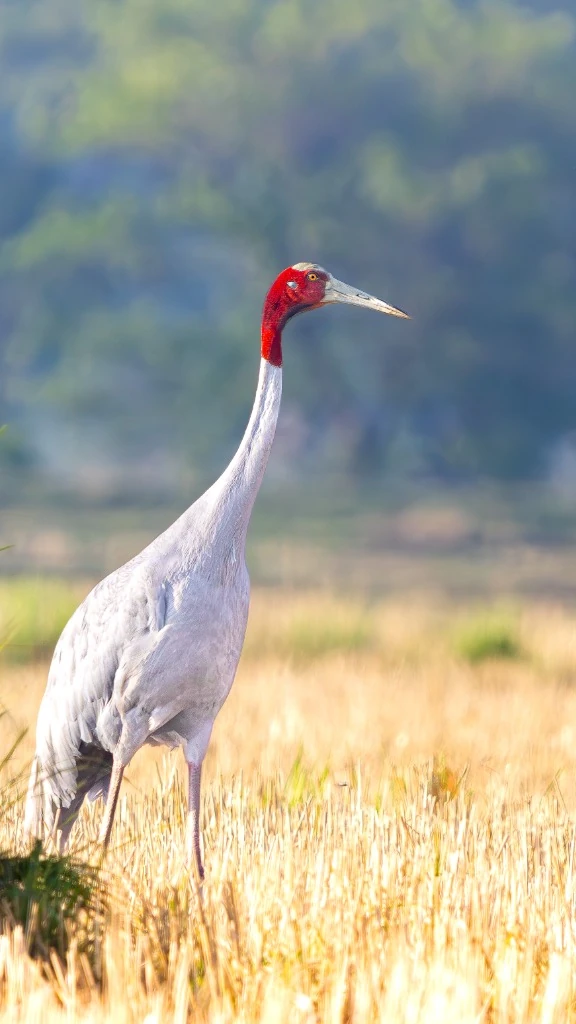 Grue antigone (Sarus Crane) - Marais et savanes du Terai