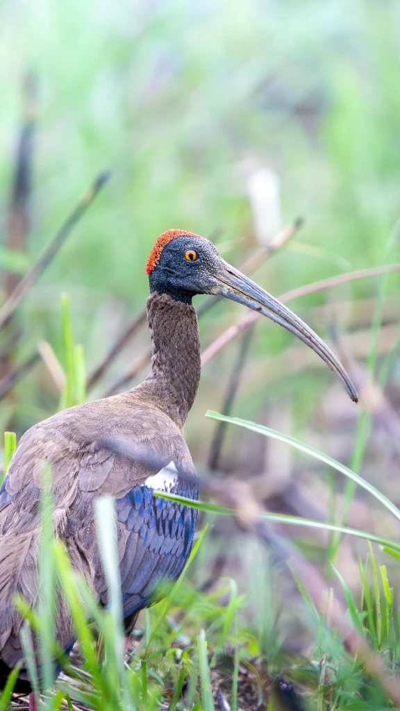 Ibis noir à cou rouge (Red-naped Ibis) - Plaines du Terai