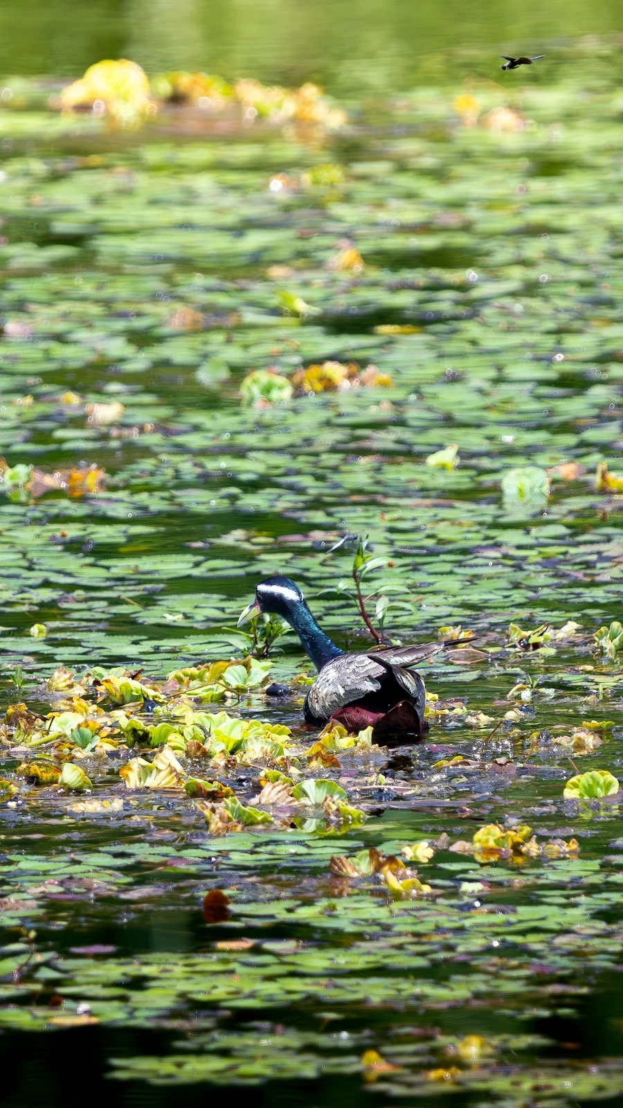 Jacana bronzé - Marais de Chitwan