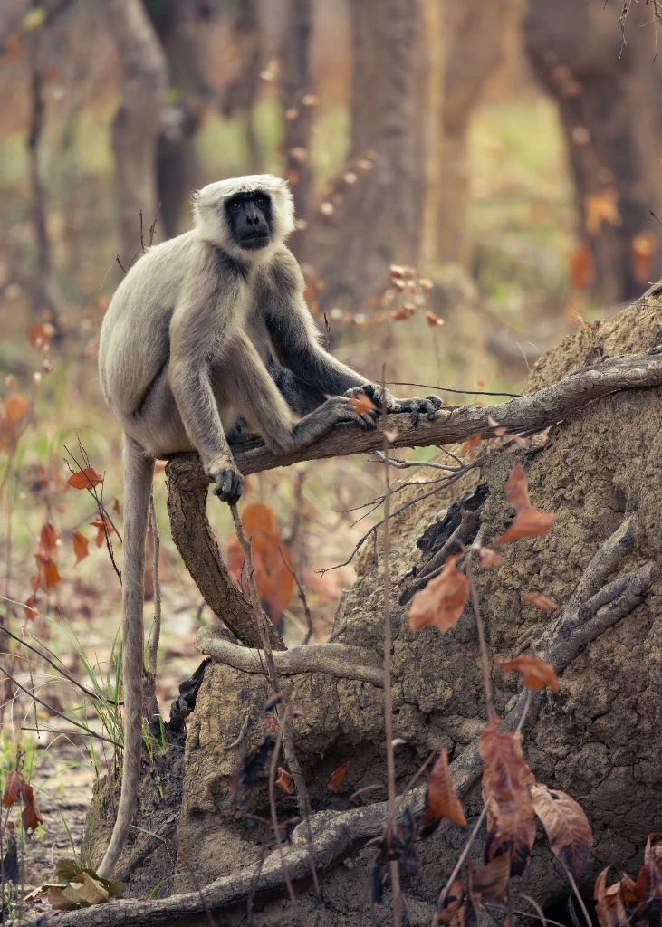 Langur gris sentinelle - Parc national de Bardia
