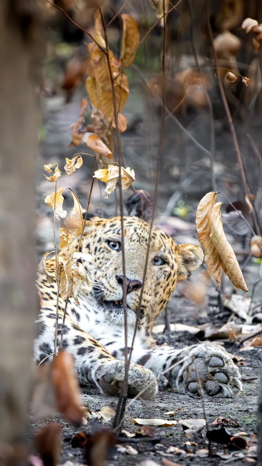 Léopard d'Asie en affût - Parc national de Bardia