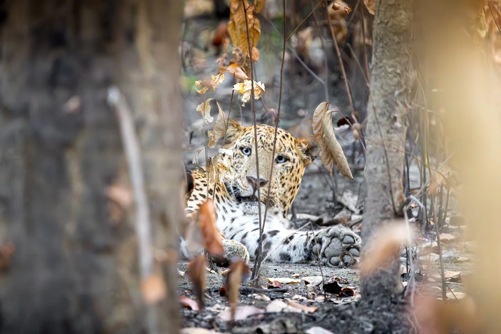 The Indian Leopard in Nepal: Wildlife Guide, Territories, and Coexistence with Tigers (2026)