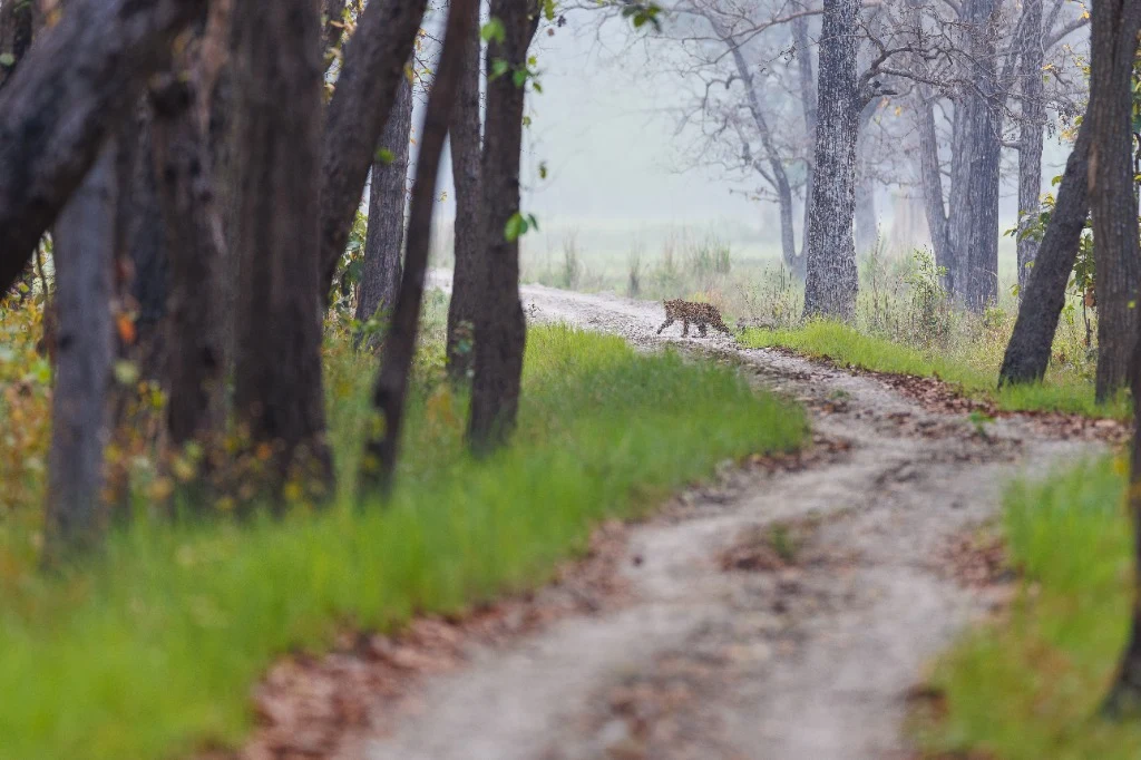 Léopard sur le sentier sauvage - Parc national de Bardia